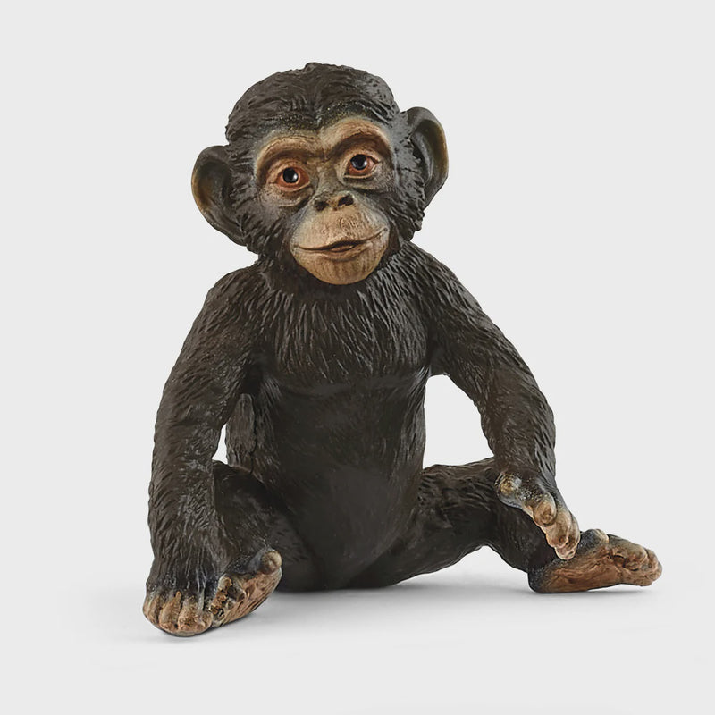 Chimpanzee Cub