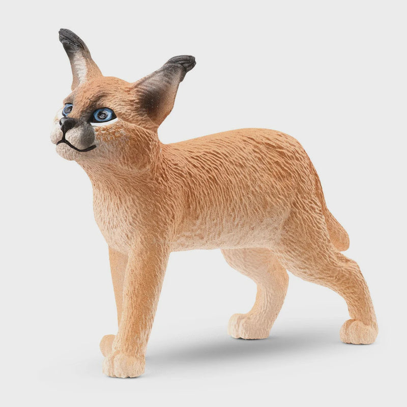 Caracal cub