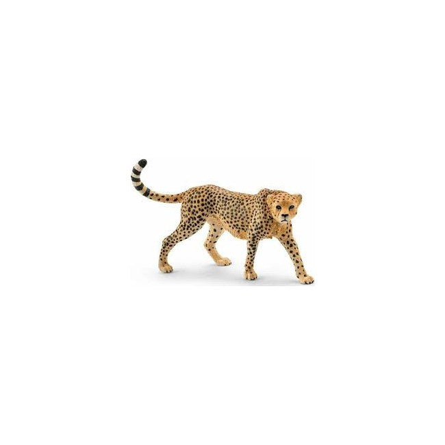Cheetah, Female